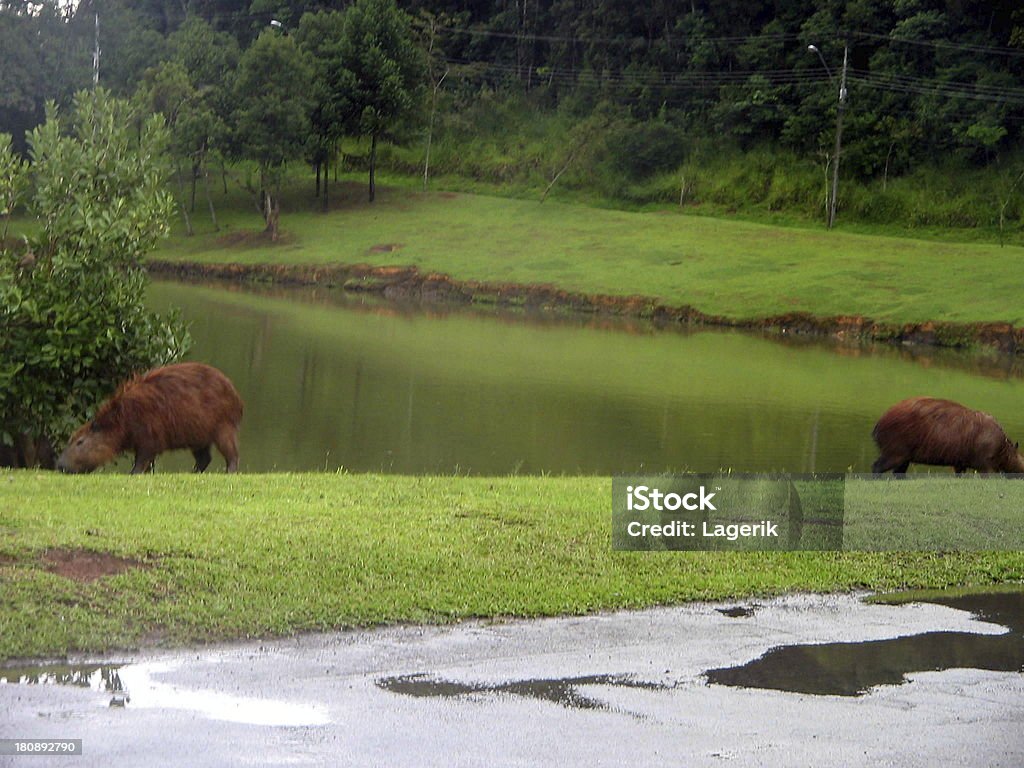 Curitiba Carpinchos en el parque de la ciudad - Foto de stock de Aire libre libre de derechos