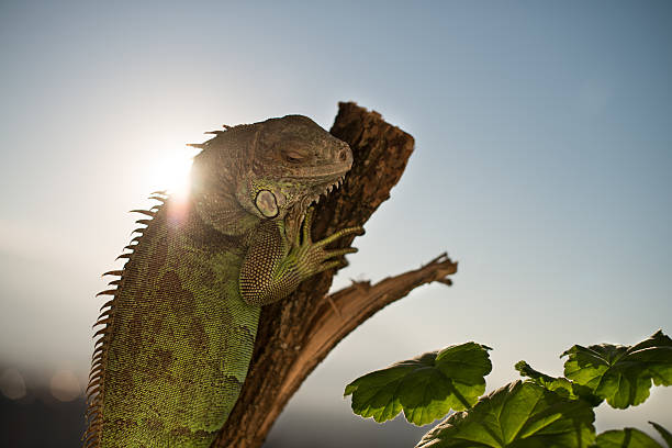 istock iguana crawling on a piece of wood and posing 180893182