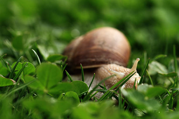 タニシます。 helix pomatia ます。 - aspersa ストックフォトと画像