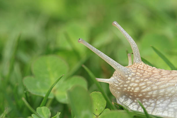 タニシます。 helix pomatia ます。 - aspersa ストックフォトと画像