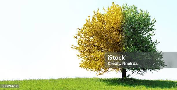 Árvore No Campo Verde - Fotografias de stock e mais imagens de Agricultura - Agricultura, Amarelo, Ao Ar Livre