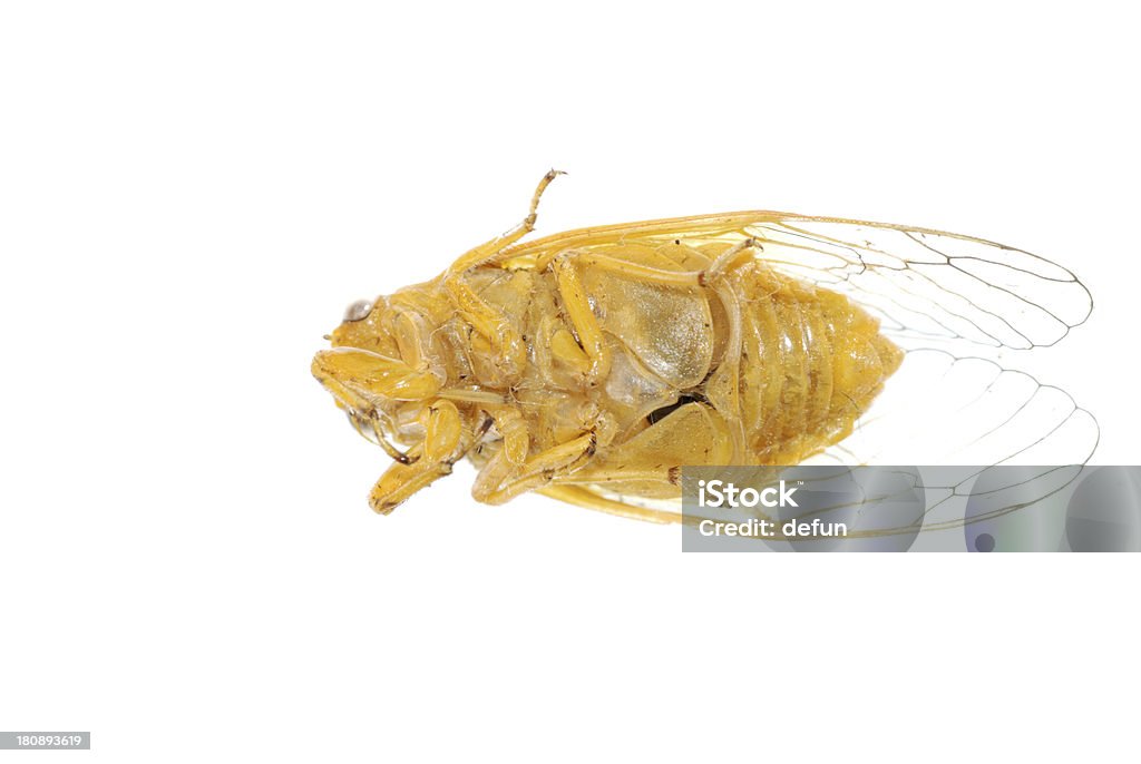 Piccolo insetto oro Cicala - Foto stock royalty-free di Animale
