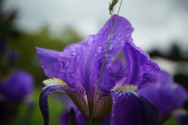 Purple wild flower stock photo