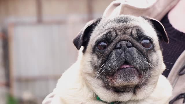pug sits on hand and barks at people video shot closeup in the park