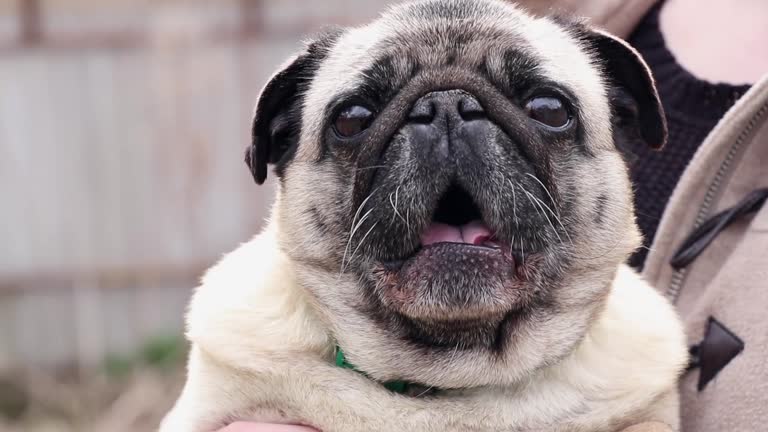 pug sits on hand and barks at people video shot closeup in the park