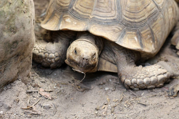 istock African Sulcata Tortoise Natural Habitat 1808942133