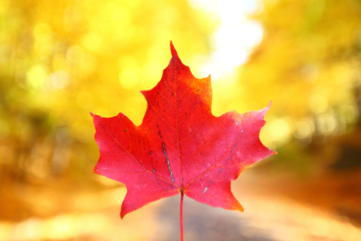A close-up image of a red maple leaf in autumn with yellow trees on the background. Yellow bokeh. Beautiful colors of autumn. Fall leaves. Wonderful fall in Toronto. Taken in October in Toronto. See more autumn images in my portfolio.