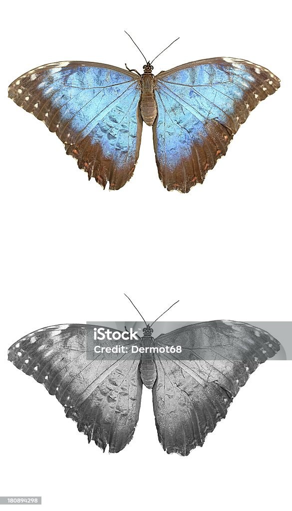 Blau und Grau Schmetterling auf Blatt, Tschechische Republik - Lizenzfrei Bildhintergrund Stock-Foto