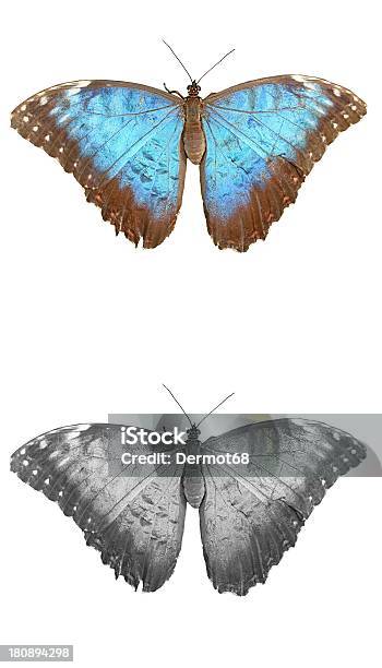 Blue And Gray Butterfly On Leaf Czech Republic Stock Photo - Download Image Now - Animal Body Part, Animal Markings, Animal Migration