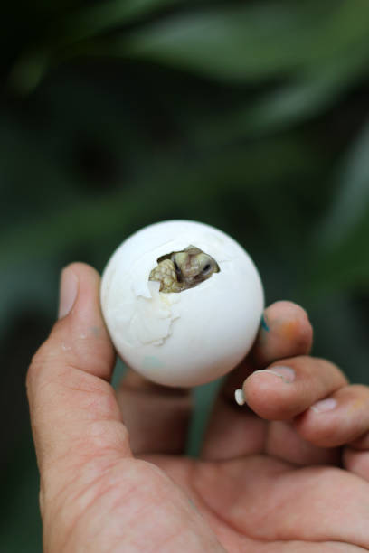 Africa spurred tortoise being born, Tortoise Hatching from Egg, Cute portrait of baby tortoise hatching, Birth of new life,Natural Habitat
