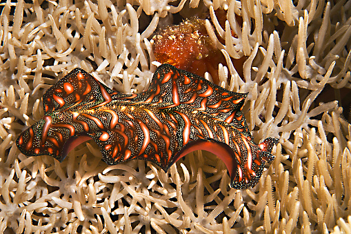Persian Carpet Flatworm  swims over corals of Bali