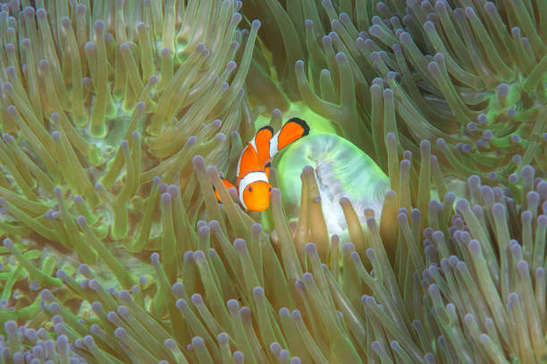 istock One  clownfish   among anemone 1808951324