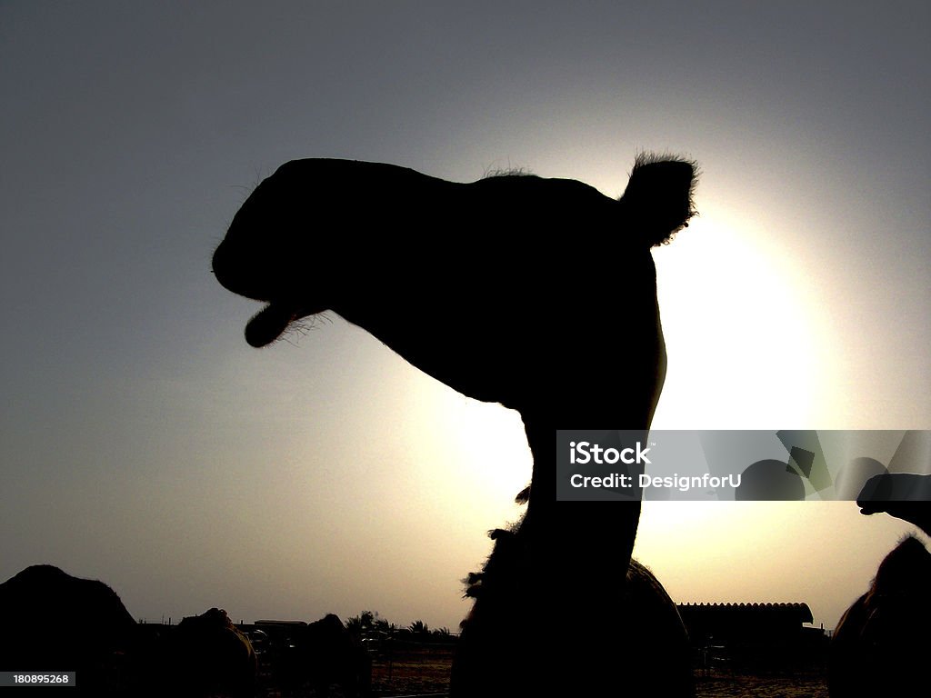 Testa di Sagoma di cammello al tramonto - Foto stock royalty-free di Abu Dhabi