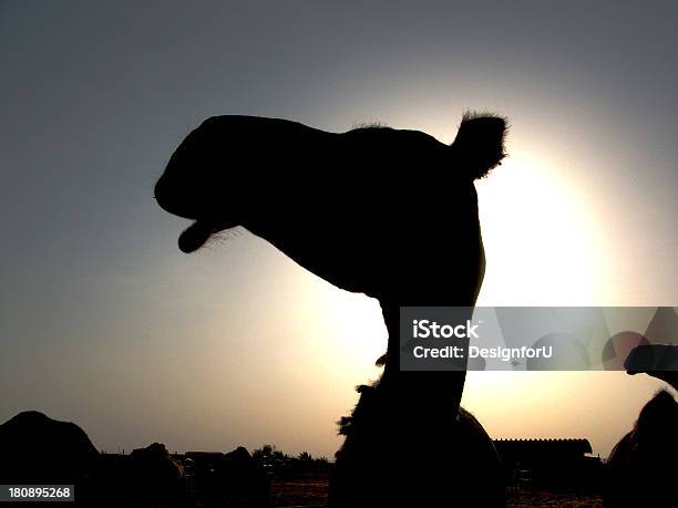 Testa Di Sagoma Di Cammello Al Tramonto - Fotografie stock e altre immagini di Abu Dhabi - Abu Dhabi, Animale, Animale da safari