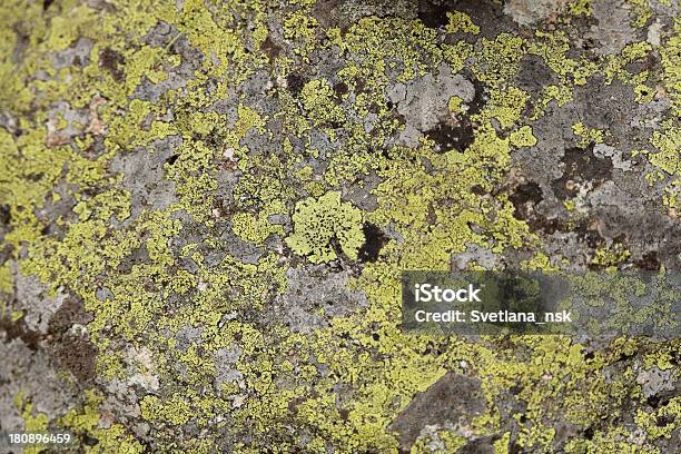 바위산 Moss 0명에 대한 스톡 사진 및 기타 이미지 - 0명, 고풍스런, 곰팡이