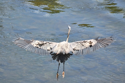 Blue heron leaps from rock