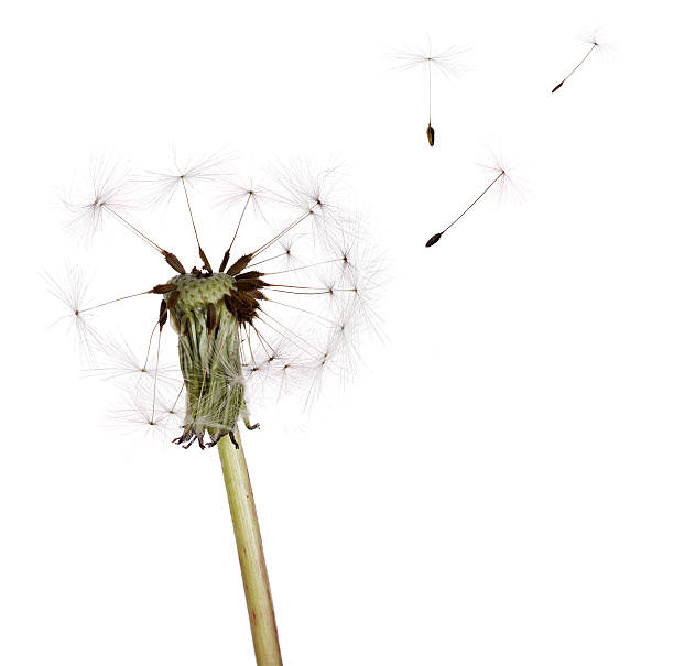 istock last seeds flying from on white dandelion 180896800