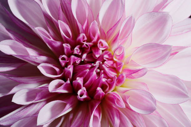 istock Dahlia in Nara 1808971979
