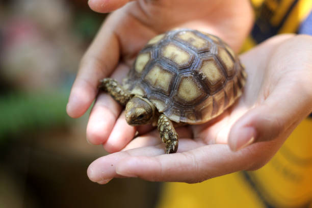 istock African Sulcata Tortoise Natural Habitat 1808972498