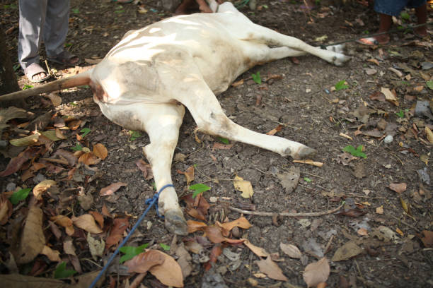 istock cows lie with their feet bound to mine 1808975392