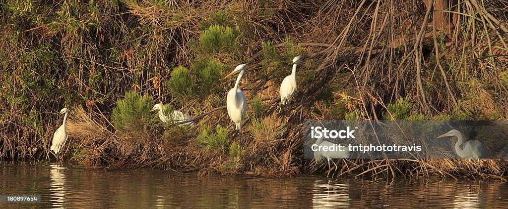 Белая цапля форуме - Стоковые фото Snowy Egret роялти-фри