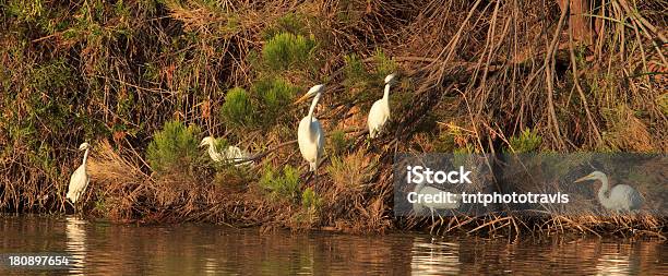 Белая Цапля Форуме — стоковые фотографии и другие картинки Snowy Egret - Snowy Egret, Без людей, Белая цапля