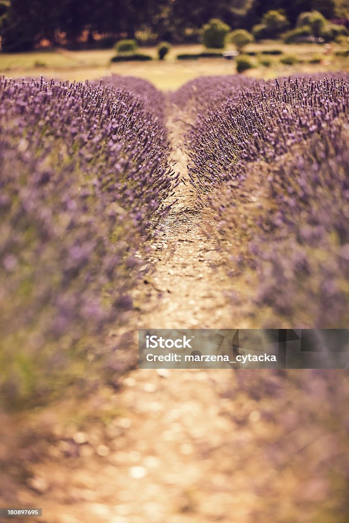 Campo de lavanda - Foto de stock de Actividades recreativas libre de derechos