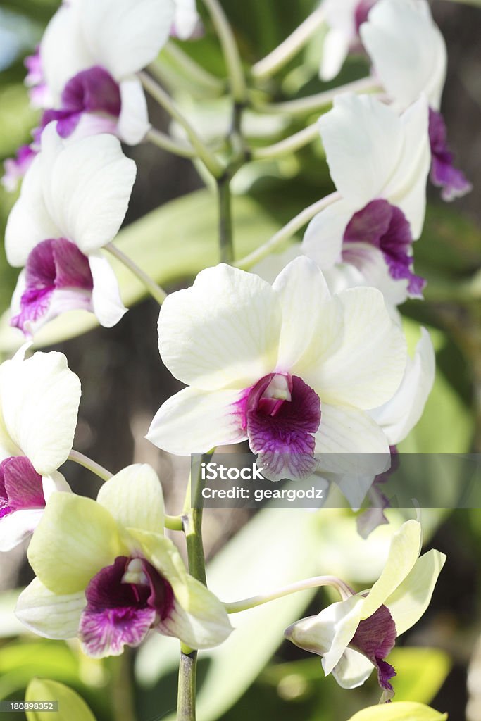 Foto de Bela Orquídea Branca Flor Roxa e mais fotos de stock de Beleza  natural - Natureza - Beleza natural - Natureza, Botânica - Assunto, Branco  - iStock