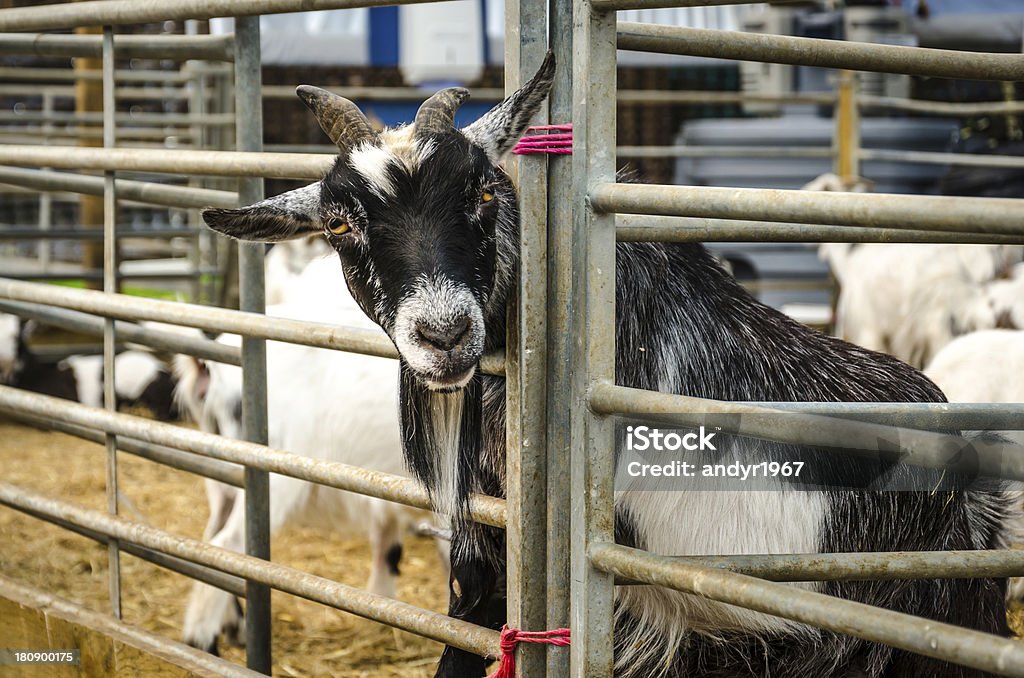 Farm cabra con la cabeza a través de lápiz barras de apoyo - Foto de stock de Abrigo libre de derechos