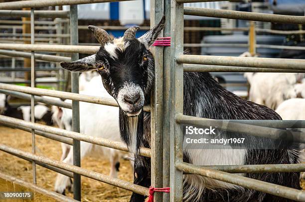 Farm Cabra Con La Cabeza A Través De Lápiz Barras De Apoyo Foto de stock y más banco de imágenes de Abrigo