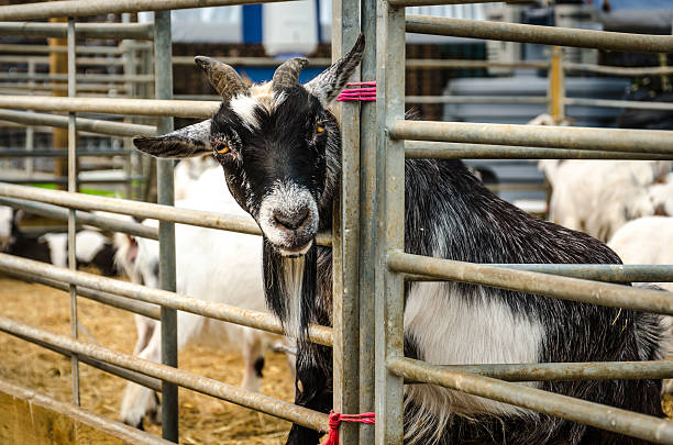 istock Farm goat with head through pen rails 180900175