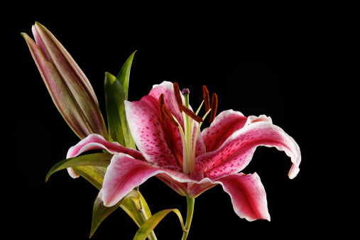 Close up of oriental tiger lily isolated on a black background