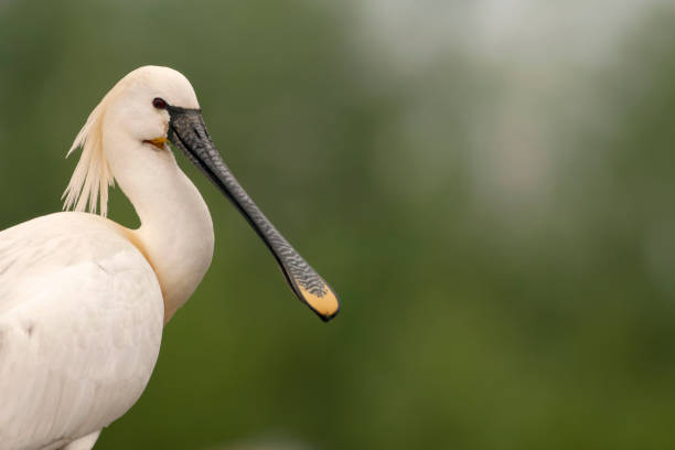 istock Eurasian Spoonbill, Platalea leucorodia 1809015233