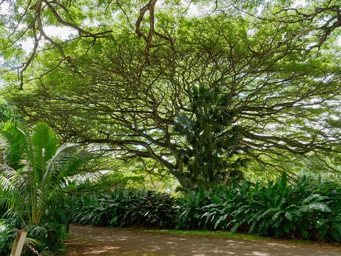 A lush tree in a vibrant public park, surrounded by lush green plants and bushes.