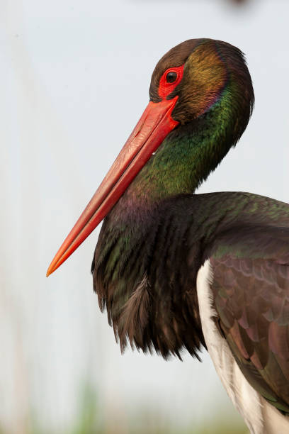istock Black Stork, Ciconia nigra 1809016334