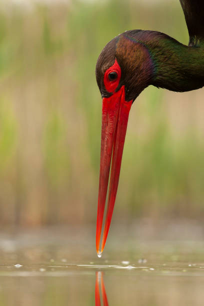 istock Black Stork, Ciconia nigra 1809016343