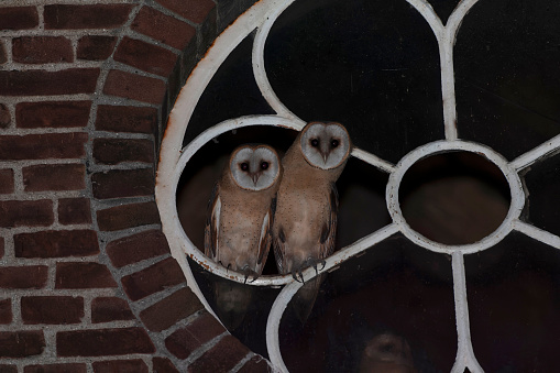 Barn Owl (Tyto alba) perched in a windown of a barn in the Netherlands.