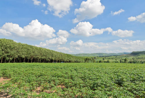 Cassava and Eucalyptus plantation in Thailand