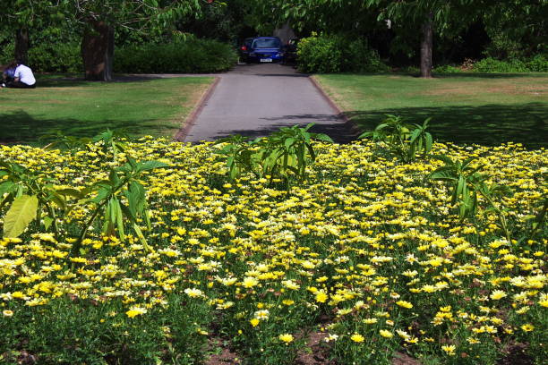 le jardin dans la ville de cardiff, au pays de galles - encinitas photography editorial color image photos et images de collection