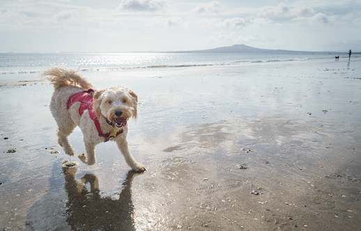 Dog playing on Milford Beach, Rangitoto Island in the background. Auckland.