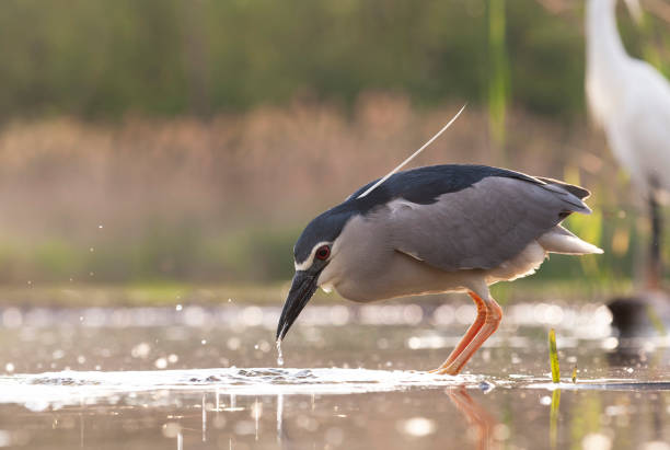 istock Black-crowned Night Heron, Nycticorax nycticorax 1809026952