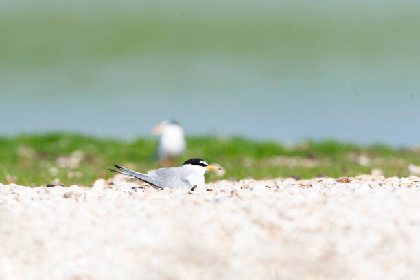 Free picture: least, tern, sitting, rocks