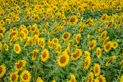 Detail of a cultivated field of sunflowers in the autonomous community of Castilla Leon, in Spain.