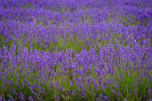 Lavender field in bloom in the province of Guadalajara (Spain)