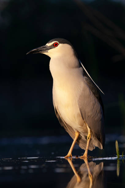 istock Black-crowned Night Heron, Nycticorax nycticorax 1809033407