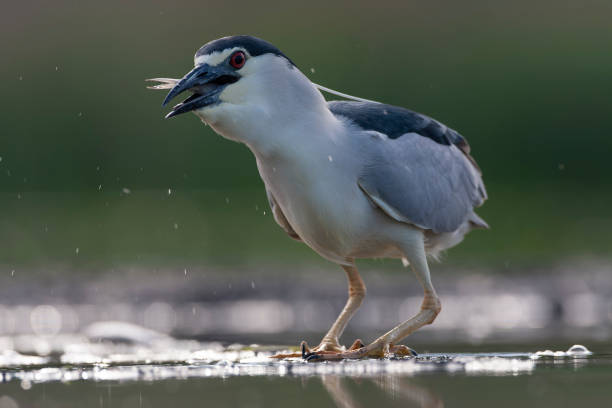 istock Black-crowned Night Heron, Nycticorax nycticorax 1809033949