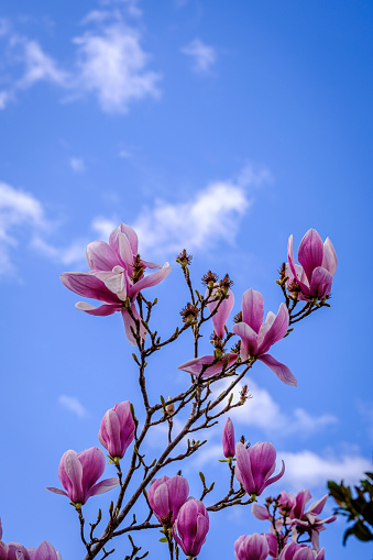 Magnolia flowers, genus with about 120 species of plants in the family Magnoliaceae.