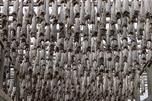 stockfish hanging to dry on special racks on the Lofoten Islands