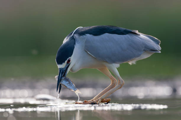 istock Black-crowned Night Heron, Nycticorax nycticorax 1809034499