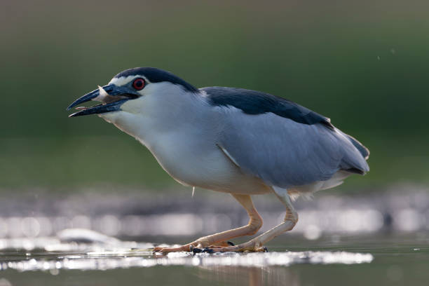 istock Black-crowned Night Heron, Nycticorax nycticorax 1809035023